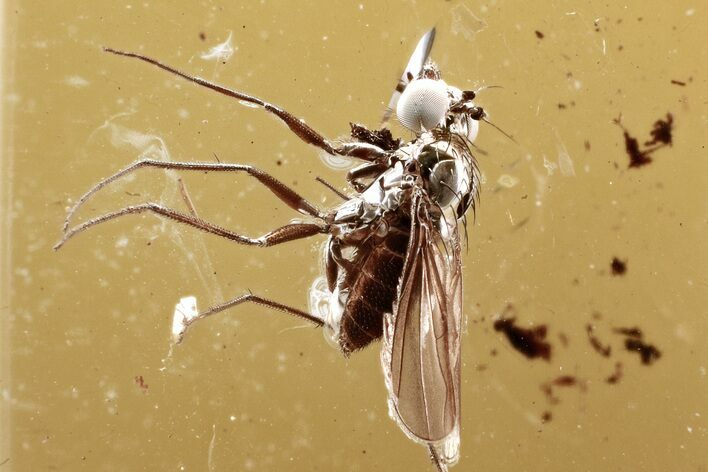 Detailed Fossil Long-Legged Fly (Dolichopodidae) in Baltic Amber #352730